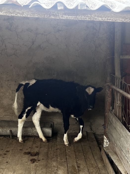 Басбақ сатыладыыы