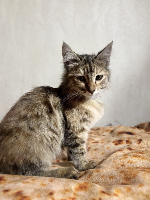 Котенок в добрые руки!