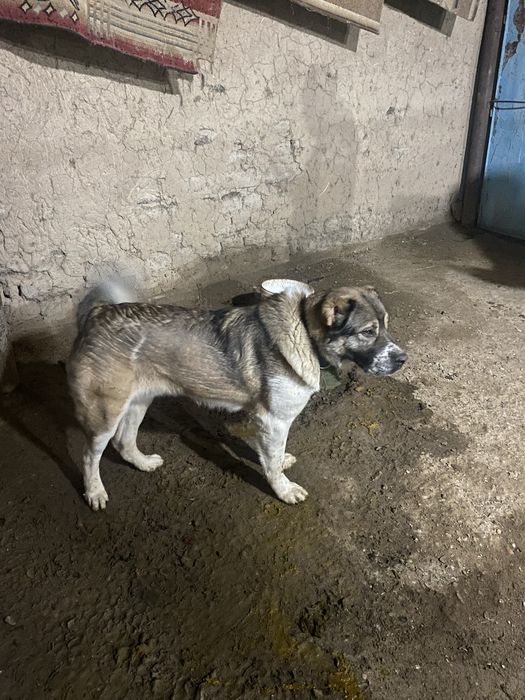 Алабай ит таза ..