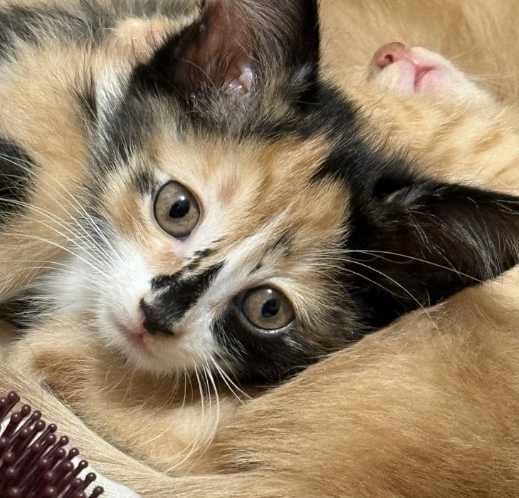 Котята домашние