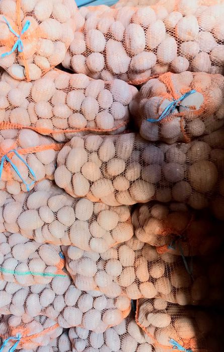 Cartofi paradiso 55+ irigat