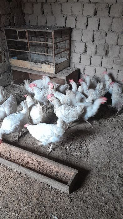 Несушка тауықтар сатылады