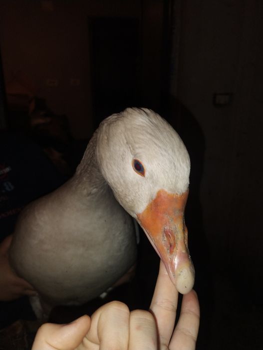 Vînd 3 gâște de Carne