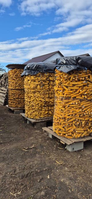 vand porumb furajer si porumb sticlos  PRET 0.85 LEI/KG