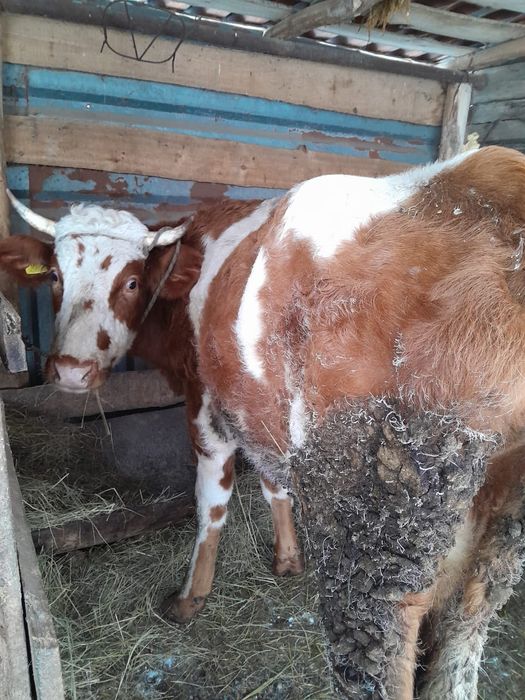 Продаётся корове  с теленком
