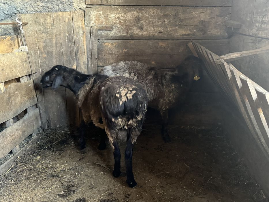 Қойлар, тоқтылар сатылады