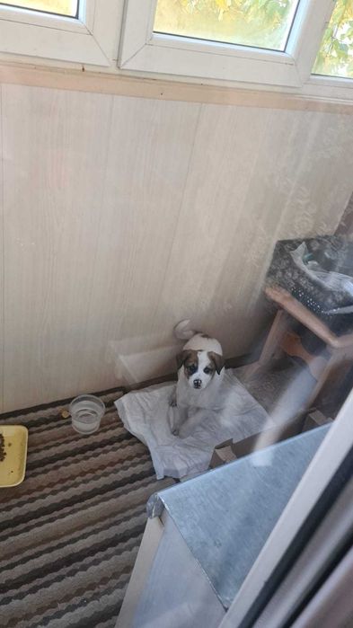 Щенок девочка в добрые руки
