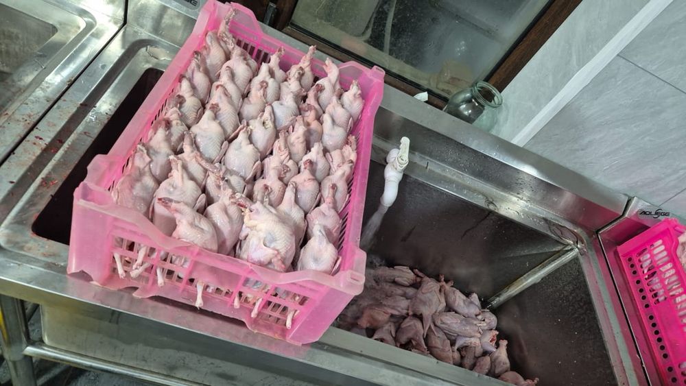 Перепёлка 1500тг 1шт,