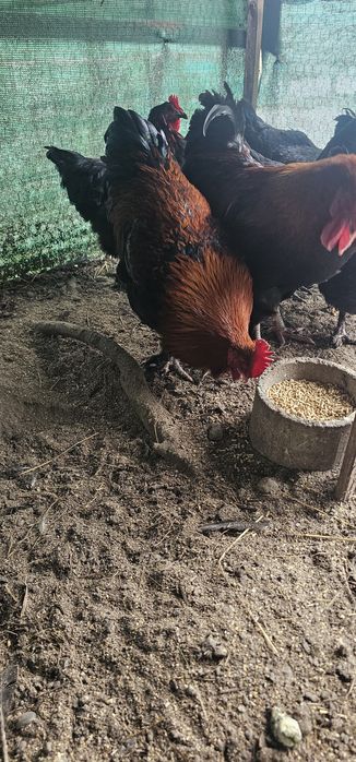 Cocoș Marans Negru Arămiu