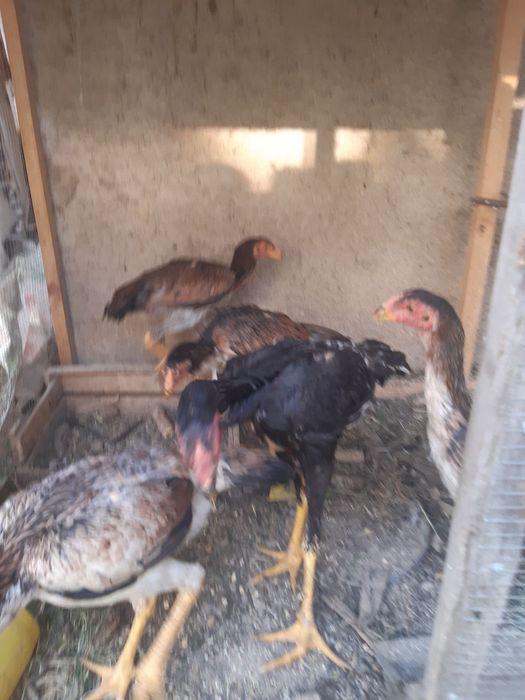 Пародистые курочки