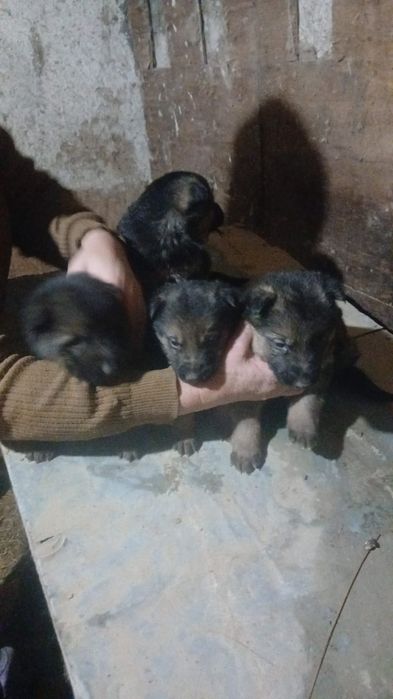 Немецкие овчарки