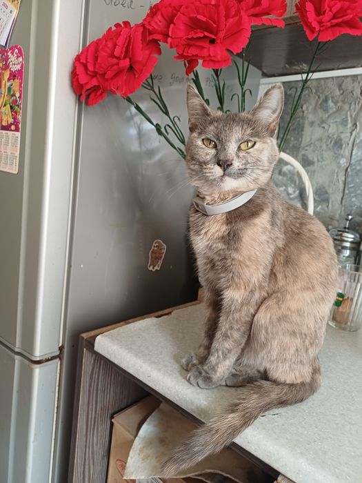 Потерялась кошка