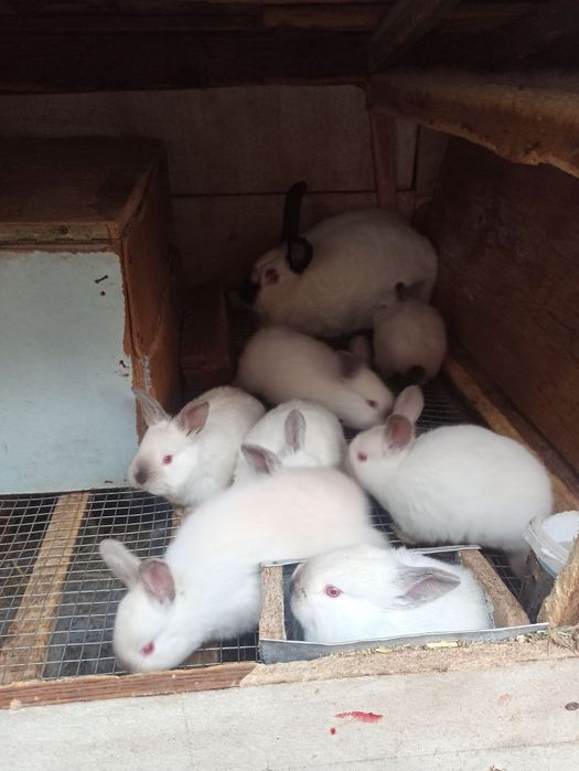 Крольчата калифорния. Крилик. Куён болар калифорния.