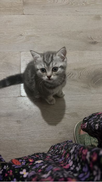 Породистая шотландская кошка