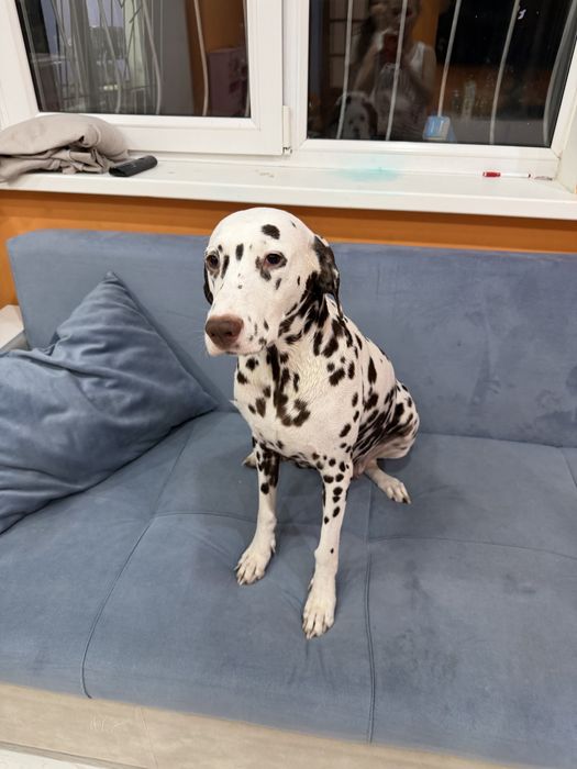 Продам далматинов