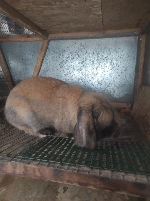 Французский баран,крол