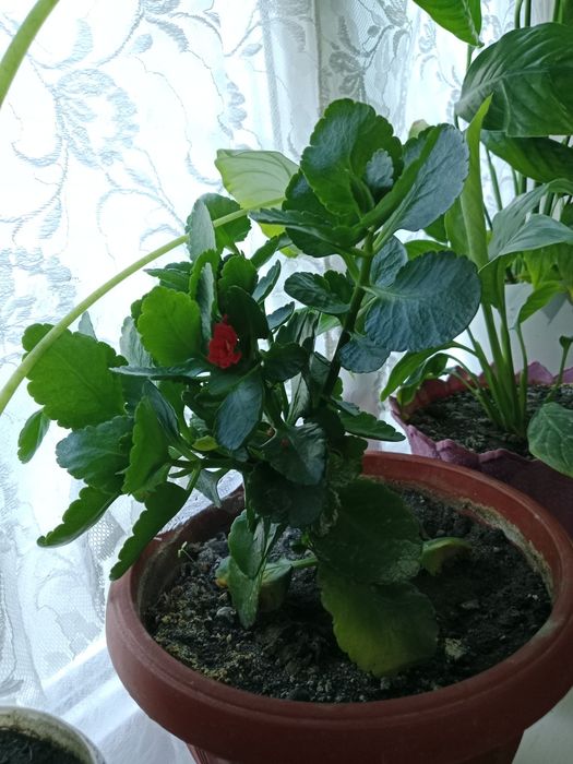 Продам цветы от 500 до 2500