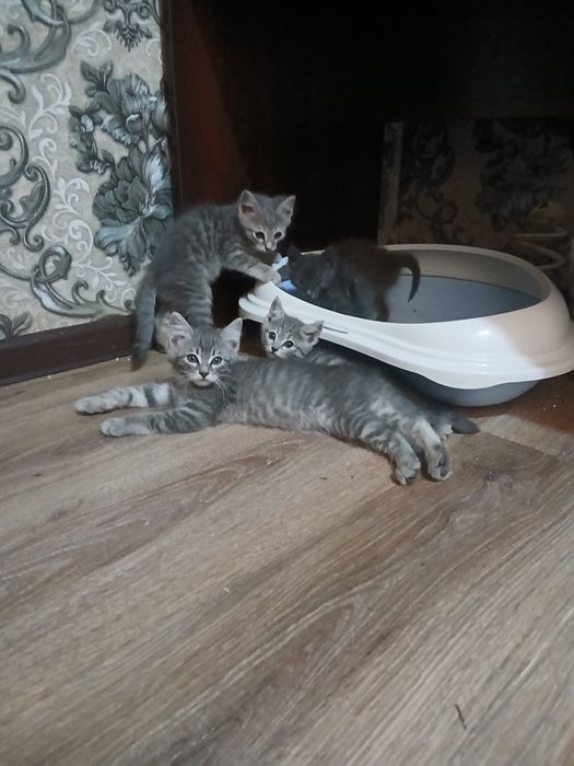 Срочно продаются котята