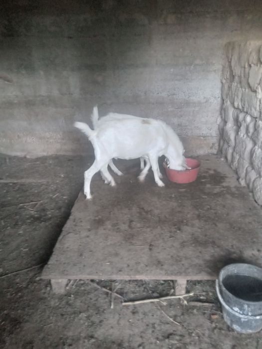 Продам 2 козлов камолых