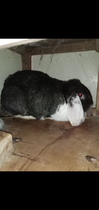 Baran quyon fransuzki