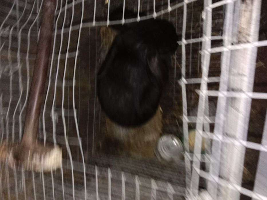 Продам 3 кролика за 10000