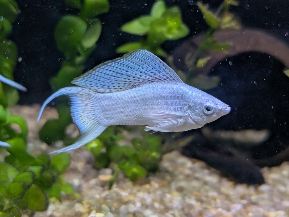 Моллинезия велифера платина