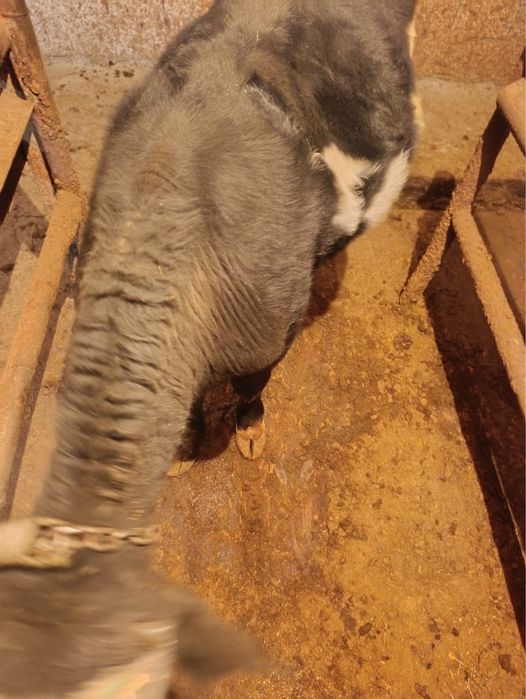 Продам бычка