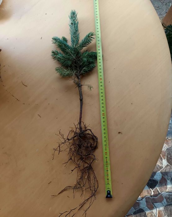 Puieti de brad argintiu Keibab