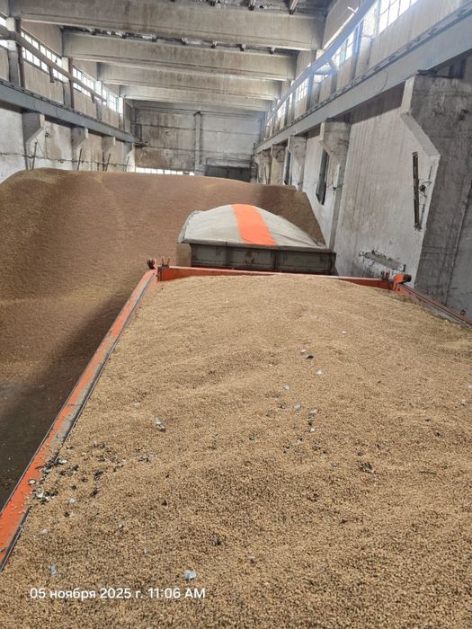 Пшеница Ячмень овес зерно