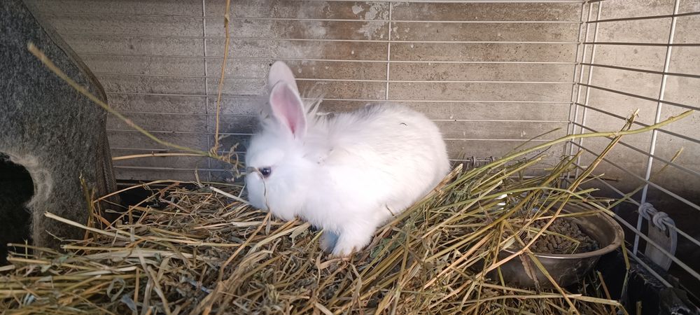 Iepuri cap de leu, o lună și 2 luni