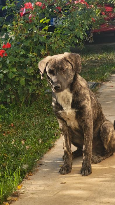 Catel pentru adoptie