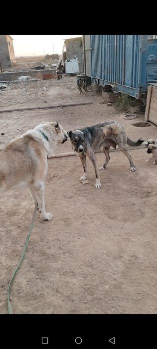 Алабай күшік сатылады вакцина салынған