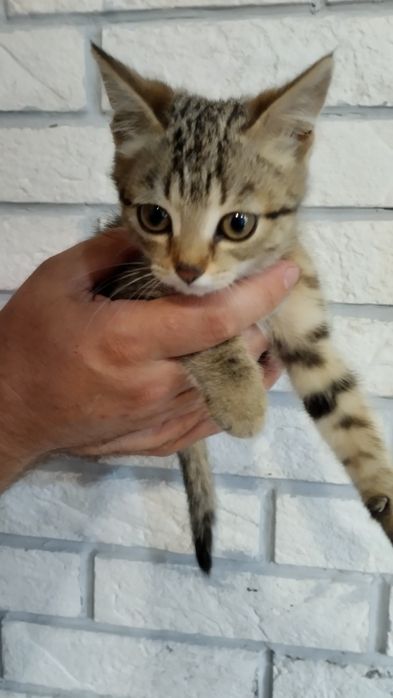 Отдам котенка, мальчик