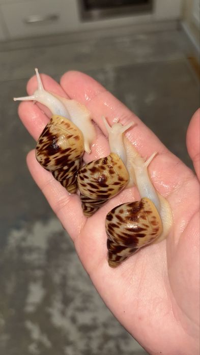 Retikulyata albinos 4-4,5 sm ideal
