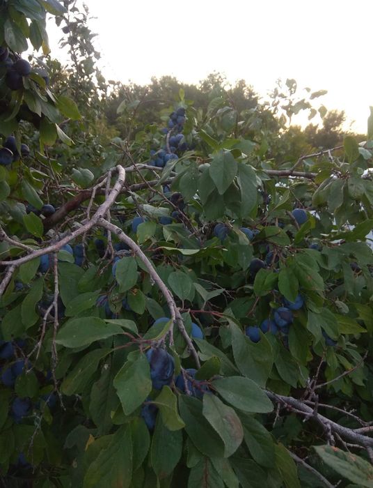 Продам дом в посёлке Доскей