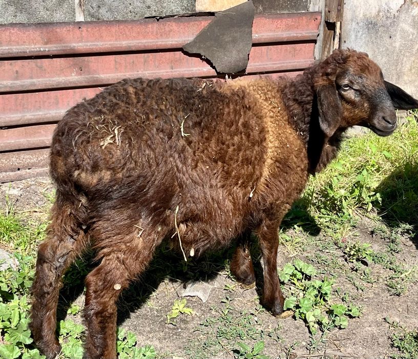 Продам 9 голов овечек