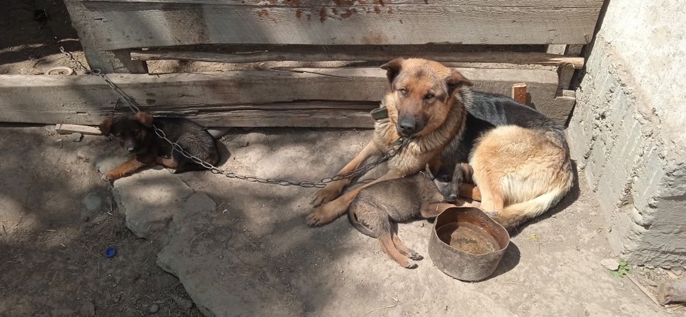 Немецкие рвчарки