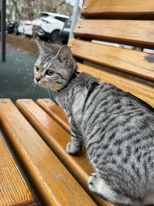 Миленьки котенок