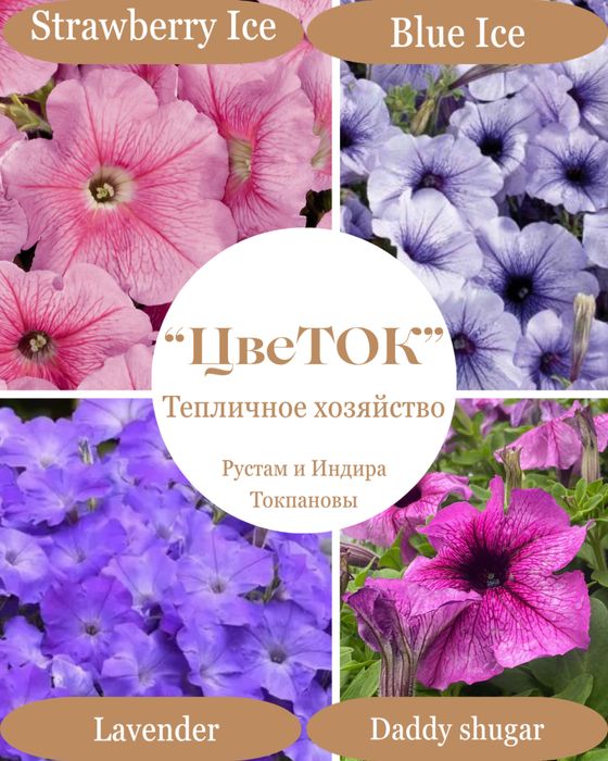 Петуния рассада цветы