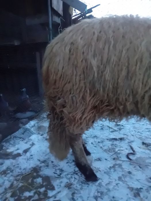 Vând berbec brez.10luni