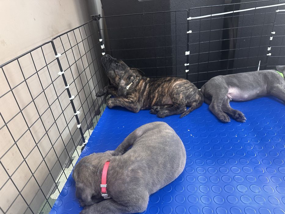 Кане корсо - Cane Corso