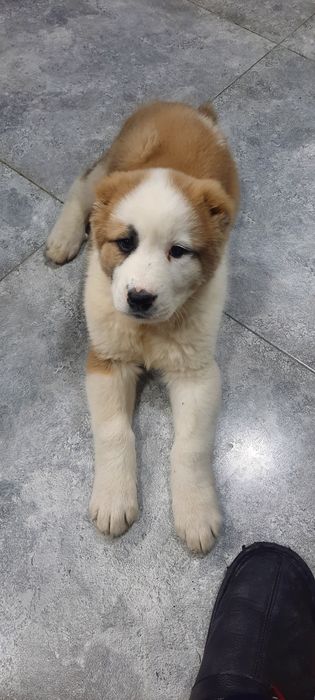 Alabay     O'g'il.   Toza qon.