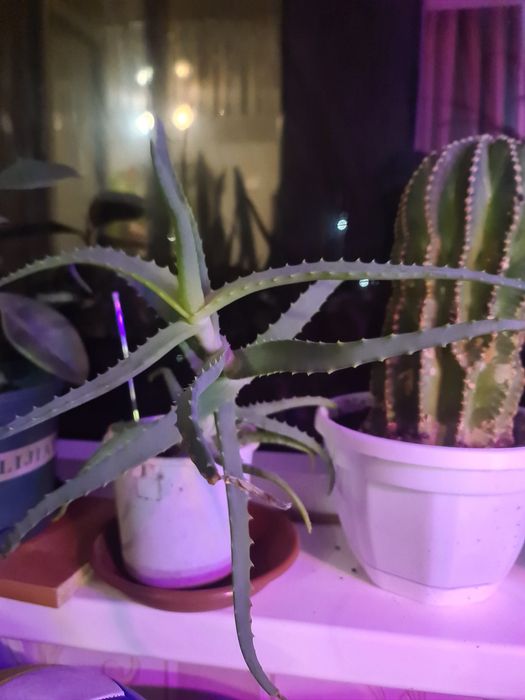 Алоэ двевовидное