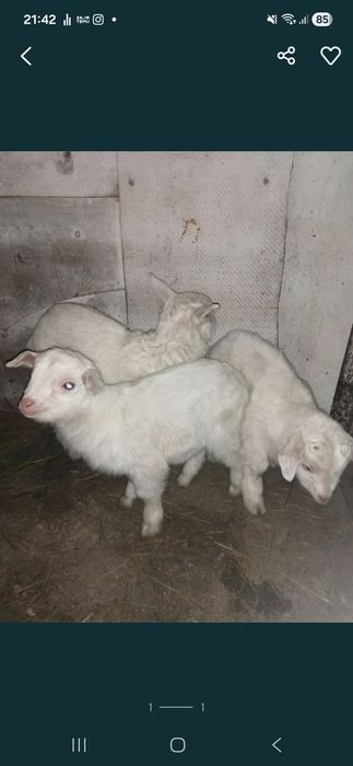 Козлята молочной породы