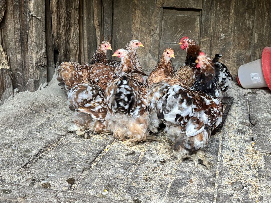 Oua găini cochinchina pitic