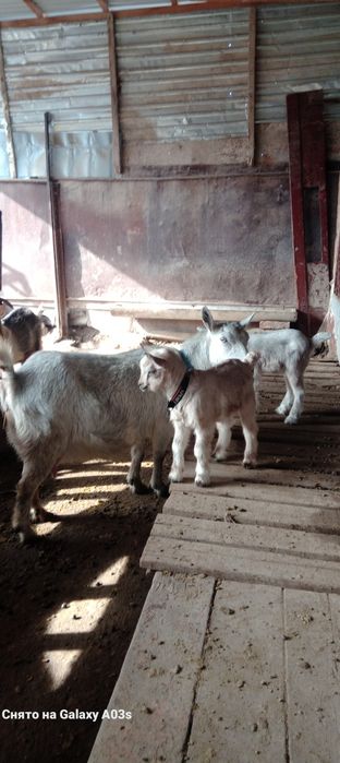 Альпи еркек лақ 15 мың