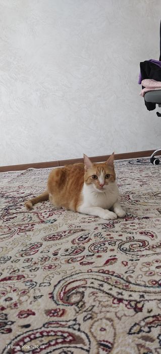 Отдам даром кота