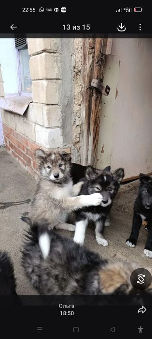 Продам Волкособы