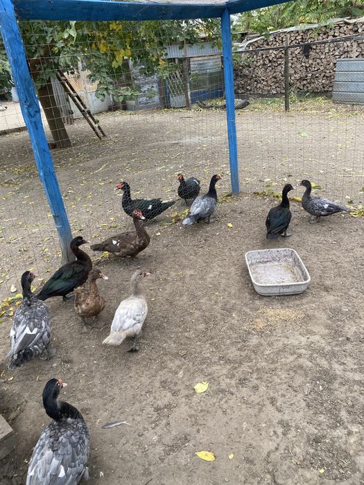 Rațe Mute.