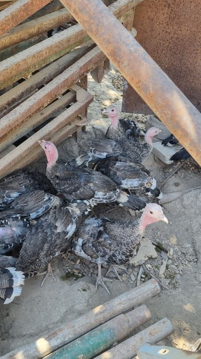 Индюки индюшки индюшата